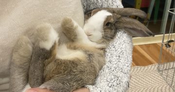 Eurobodalla Shire Council's one-rabbit policy breeds contempt on social media