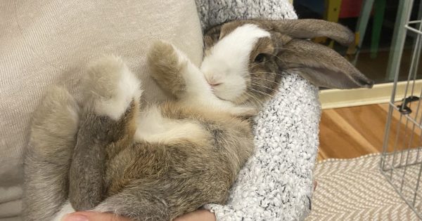 Eurobodalla Shire Council's one-rabbit policy breeds contempt on social media