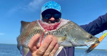 Shark depredation takes big bite from Cape York fishery’s future