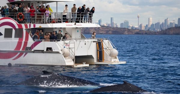 Connect with nature through adventurous whale-watch, swim and walk packages