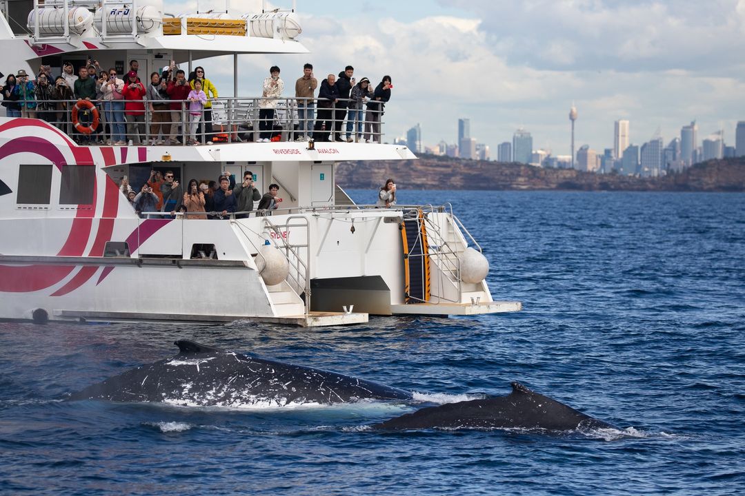 whale-watching trip