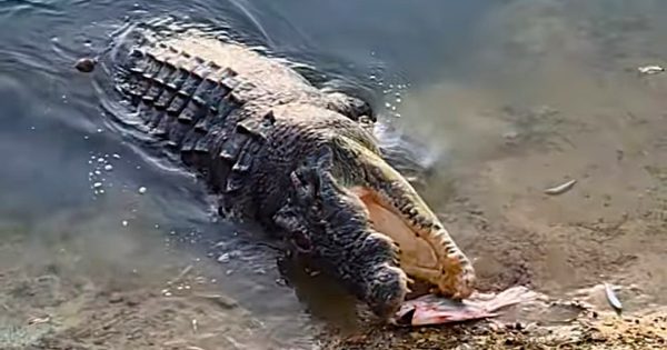 Wildlife experts slam ‘very reckless’ Annan River crocodile feeding footage