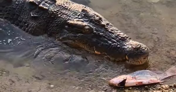 Government cracks down on croc feeding with new laws, bigger fines