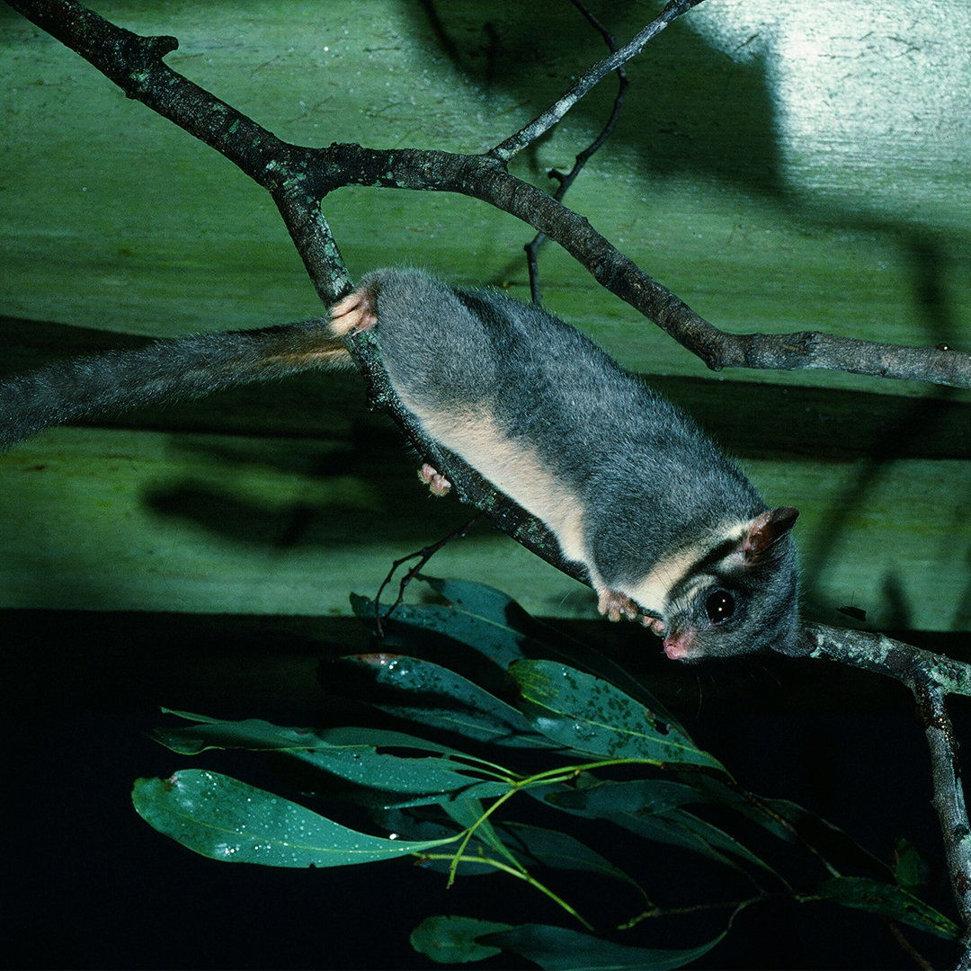 Leadbeater's possum.