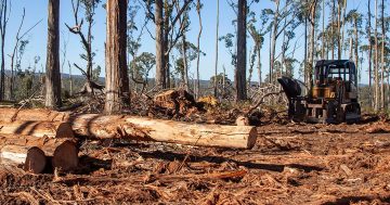 Victorian ban pushes native forest logging from public to private land, investigation finds