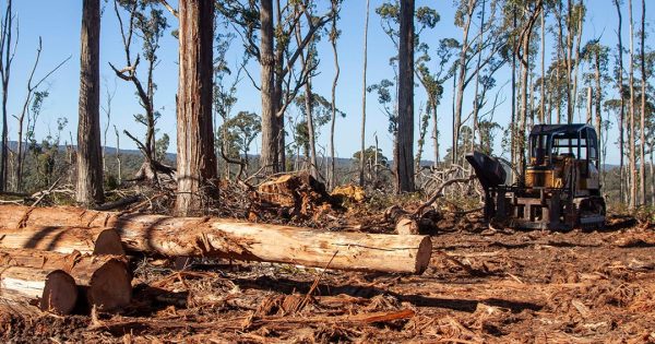 Victorian ban pushes native forest logging from public to private land, investigation finds