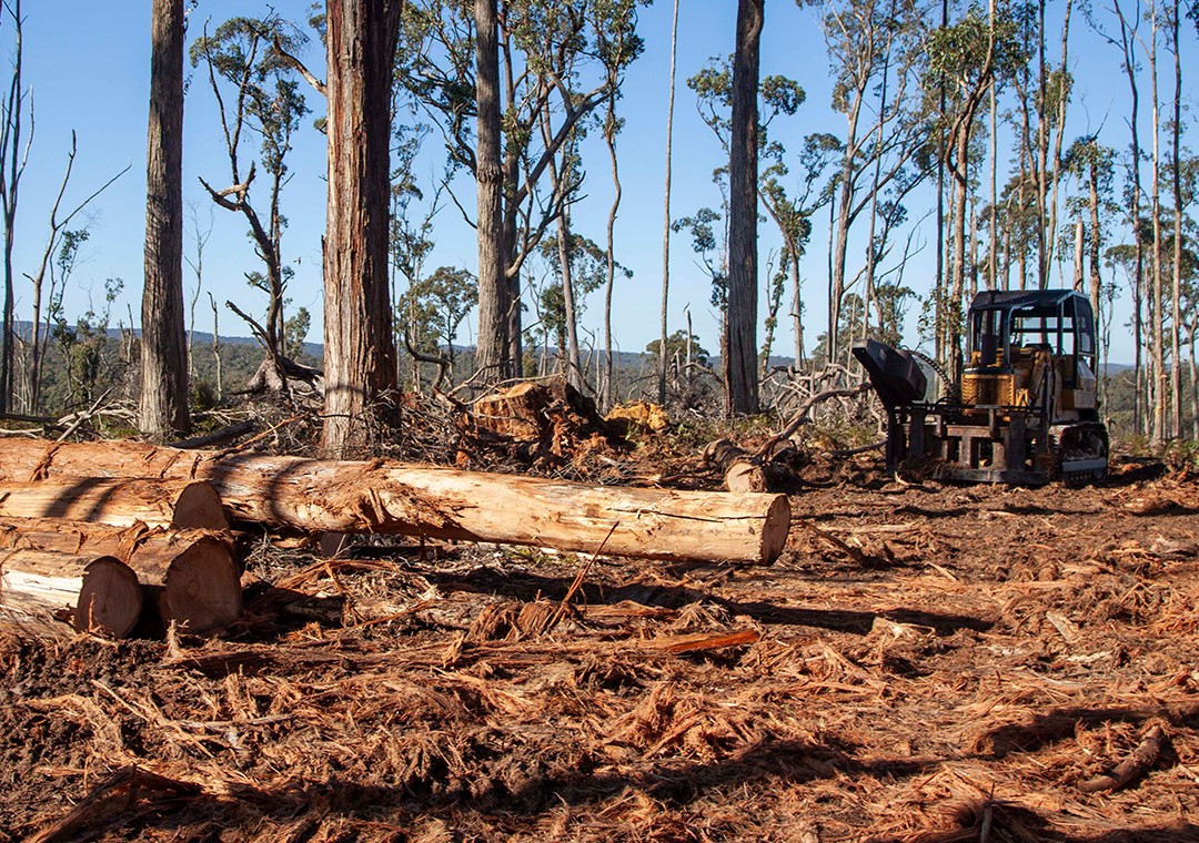 A digger sits amid cut down logs of native trees.