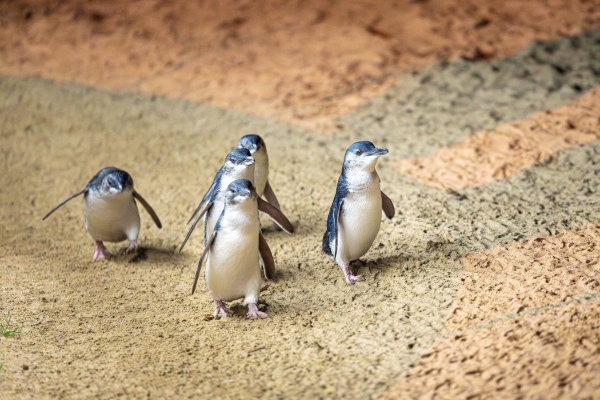 Victoria's Penguin Parade upgrade hits a major milestone PS News