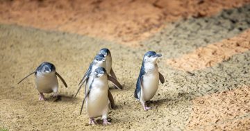 Victoria's Penguin Parade upgrade hits a major milestone