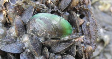 Suspected biosecurity threat found on Weipa-based vessel