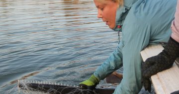 Cape York anglers asked to help find critically endangered sawfish