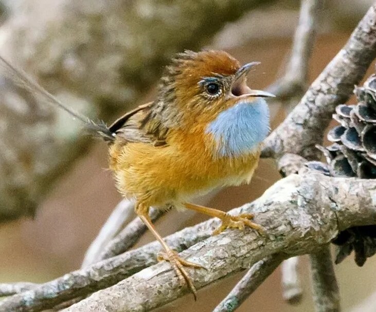 One southern emu-wren perched on a branch.