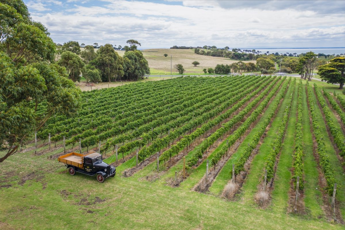 An aerial view of a vineyard