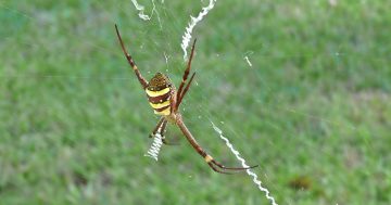 Spiders weave their webs of intrigue