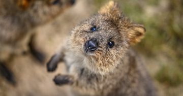 Snap a selfie with the ‘world's happiest animal’ at Featherdale Sydney Wildlife Park