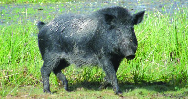 'Trashing food crops and killing calves': Assistance offered to help combat feral pig outbreak