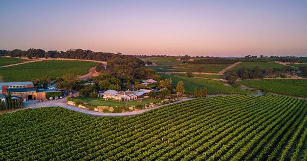 Chinese wine buyers tour SA vineyards as part of wine market re-engagement program