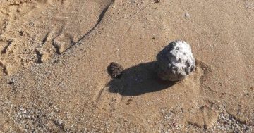 Waste balls found on South Coast beaches likely from Sydney sewerage network