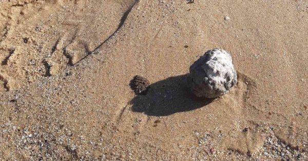 Waste balls found on South Coast beaches likely from Sydney sewerage network