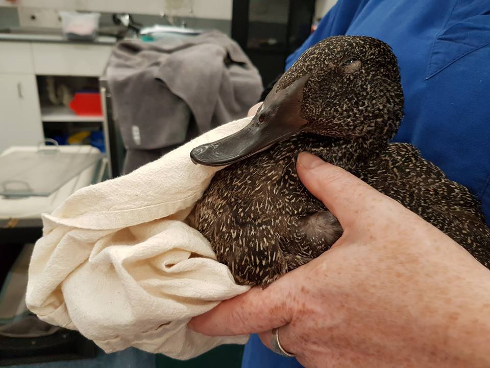 a woman holding a duck