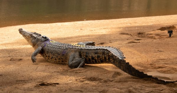 Croc researchers say more work needed to determine if saltie diet altered by temperature rise