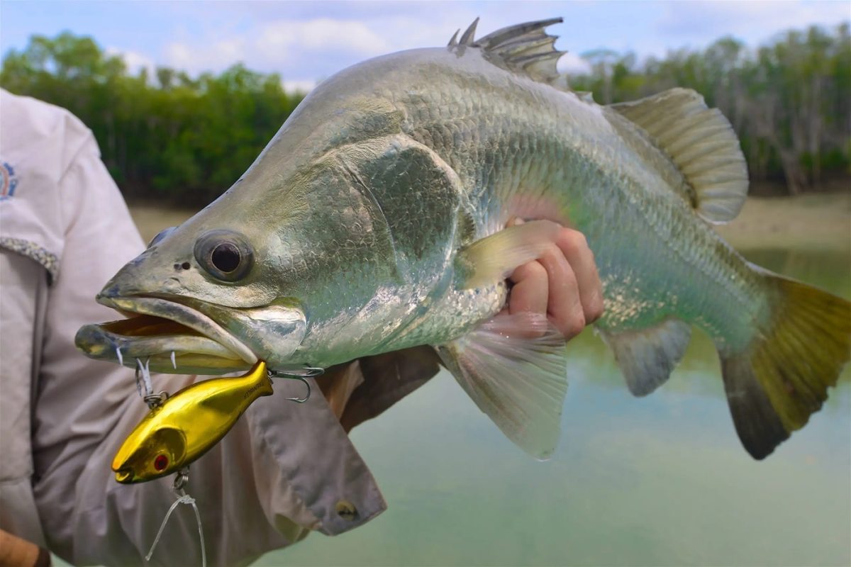 Barramundi