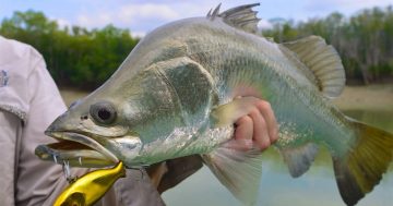 NT Government rules out immediate changes to Barramundi Fishery as season start nears