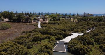 New boardwalk in Mangrove Cove ramps up public's enjoyment of stunning flora