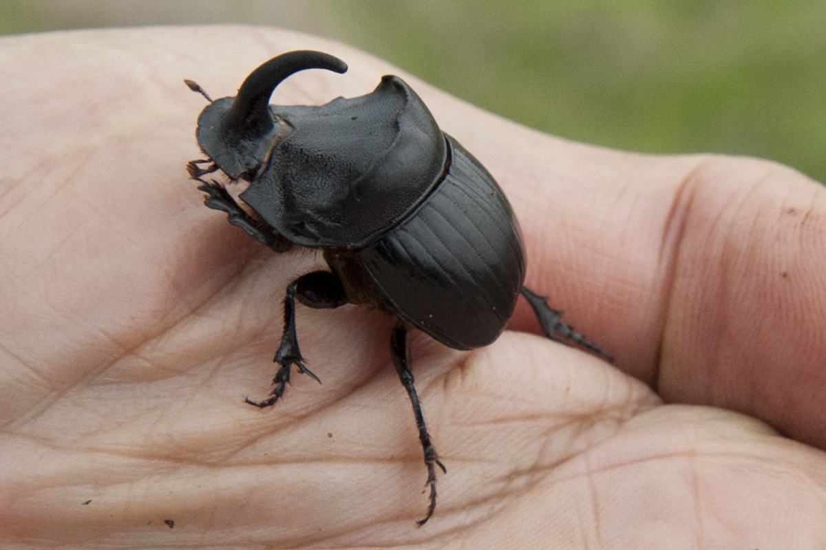 dung beetle in someone's hand 