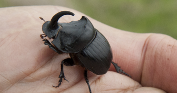 WA Government invests $500k in dung beetles in battle against bushflies