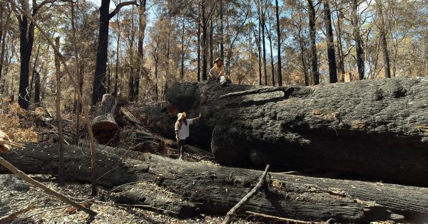 Environmental groups claim ancient tingle forest severely damaged by prescribed burn