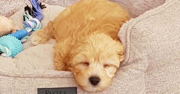 Think the new NSW puppy farm laws don't apply to you? Think again