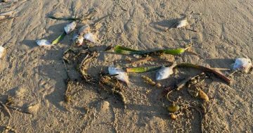 'Cause unknown' for why hundreds of dead fish found lying on NSW beaches