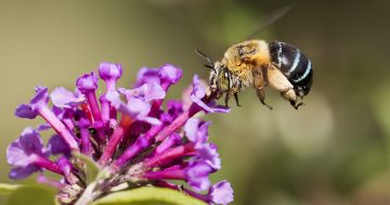 Could your backyard be home to one of these un-bee-lievable bugs?