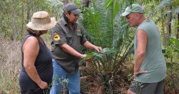 Bush medicine story helps share connection to Country for Rossville’s ‘Mooks’