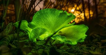 Mushrooms are glowing in the dark on NSW's south coast, and no one is quite sure why