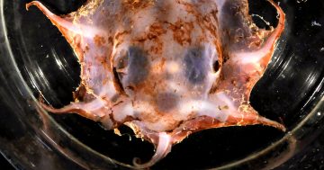 CSIRO discovers 'blood-red' flapjack octopus in deep waters off WA