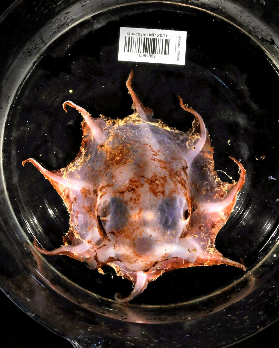 octopus 
