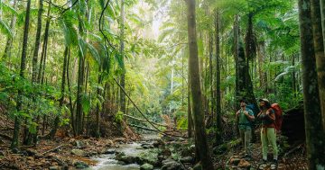 Step into a world of wonder with a four-day walk for adventure seekers in the lush NSW hinterland