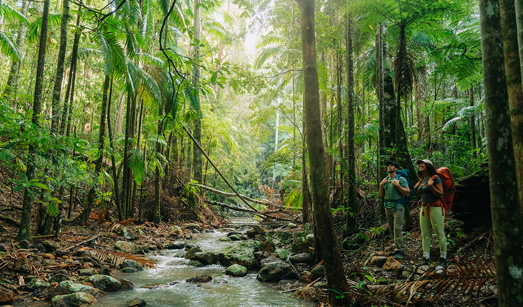 a man and a woman bushwalking in lush hinterland