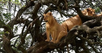 Abercrombie & Kent's wildlife safari: Luxury adventure around the world by private jet