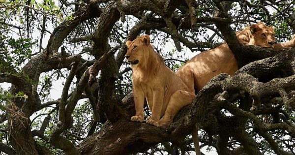 Abercrombie & Kent's wildlife safari: Luxury adventure around the world by private jet