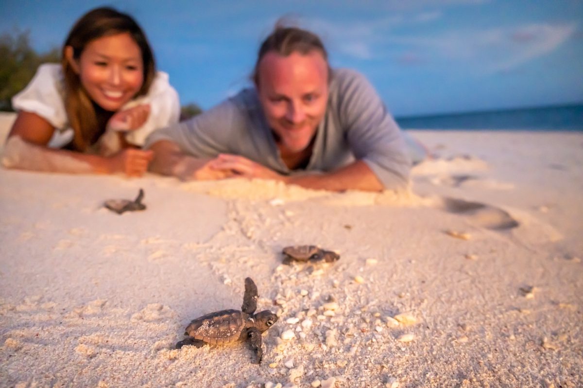a woman and a man looking at baby turtles