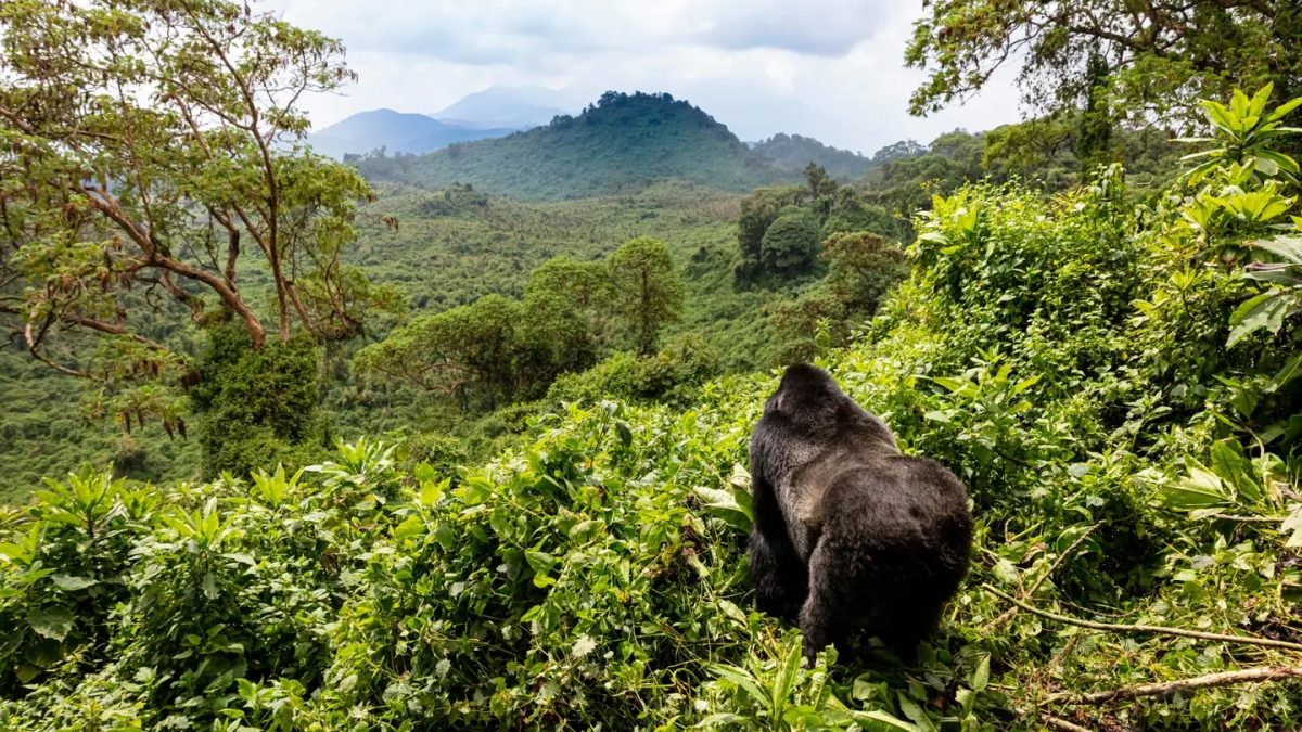 gorilla in a forest