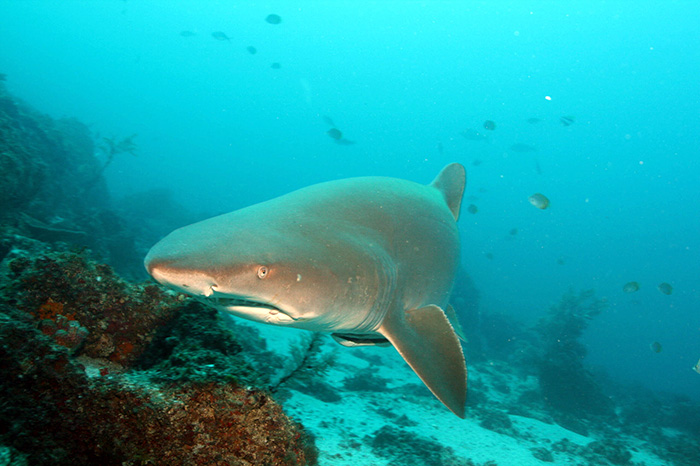 grey nurse shark 