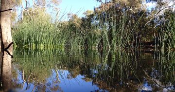 National Party push for interest-free loans to combat drought questioned by farmers