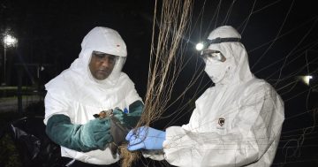 New overseas bat viruses with 'pandemic potential' spark calls for Australia to be prepared