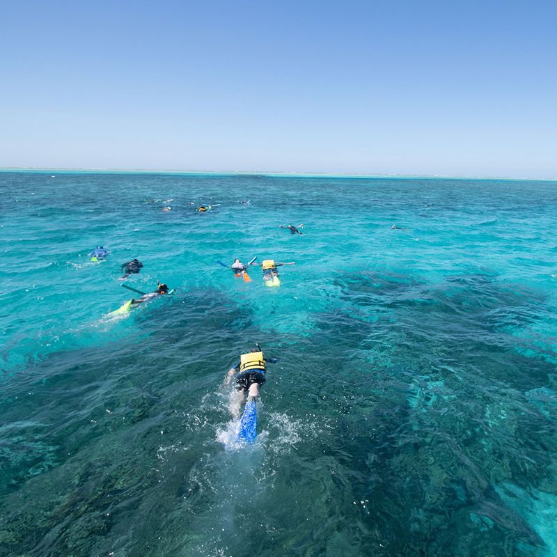 snorkellers