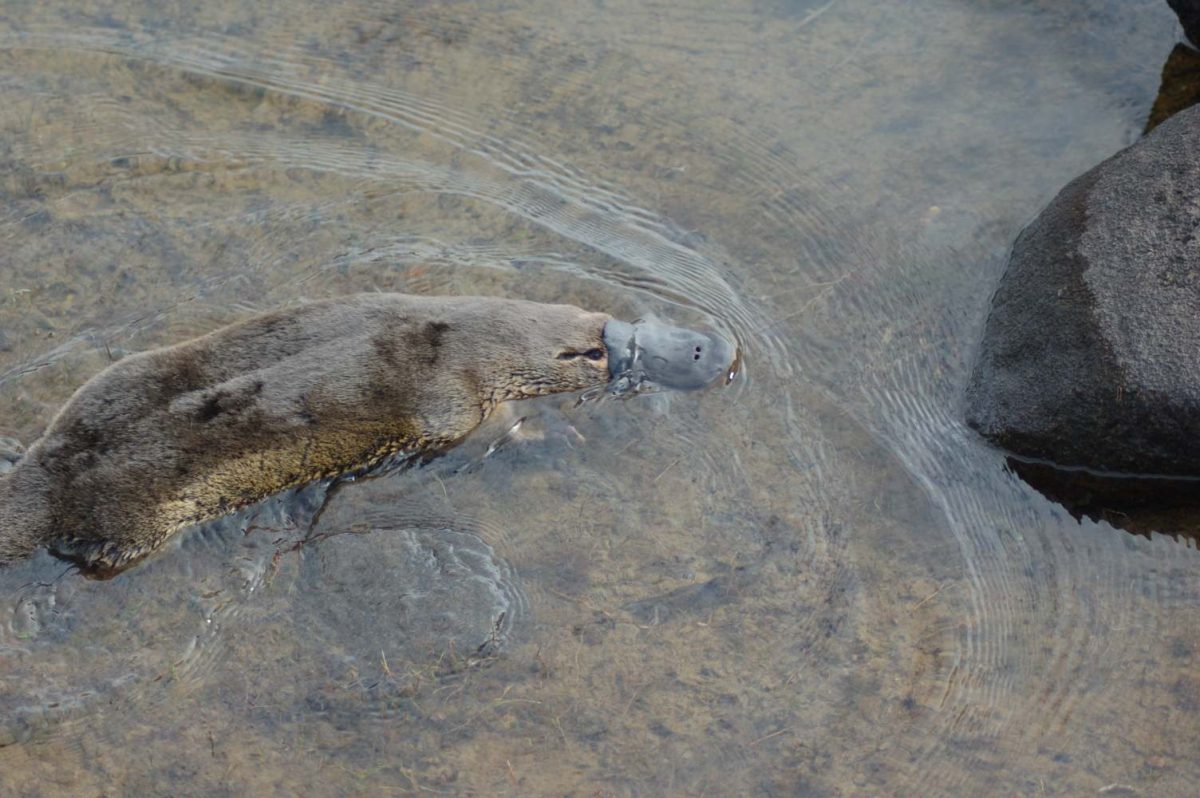 platypus in water