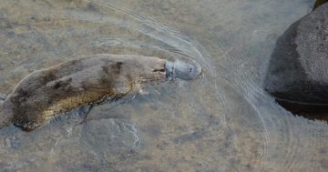 Victorian and Federal governments partner in program to stem tide for at-risk platypus